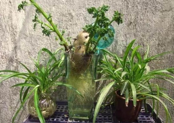 吃不完的土豆发芽了？水培4步操作到位，既能观赏又有趣