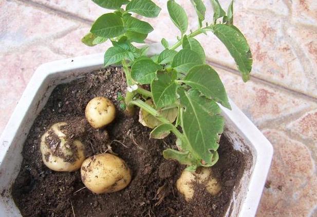 吃不完的土豆发芽了？水培4步操作到位，既能观赏又有趣