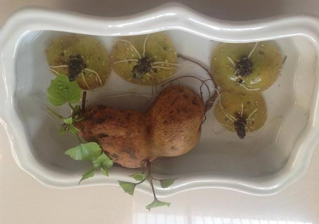 吃不完的土豆发芽了？水培4步操作到位，既能观赏又有趣
