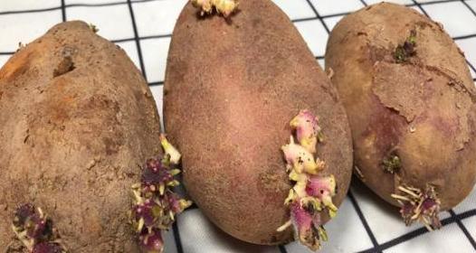 吃不完的土豆发芽了？水培4步操作到位，既能观赏又有趣