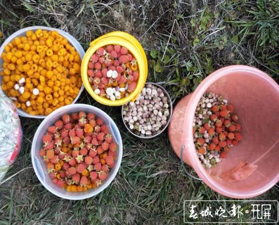 大自然神奇的馈赠:龙陵漫山遍野的天然野果 等您来品尝