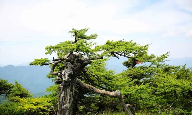 醉美秦岭东梁