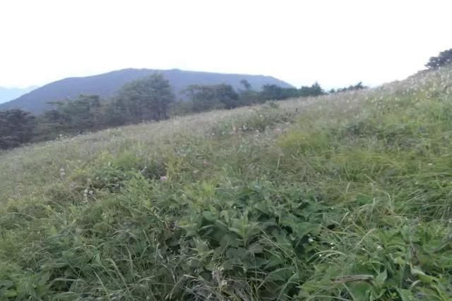 醉美秦岭东梁
