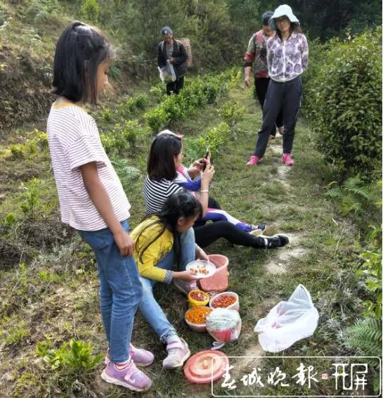 大自然神奇的馈赠:龙陵漫山遍野的天然野果 等您来品尝