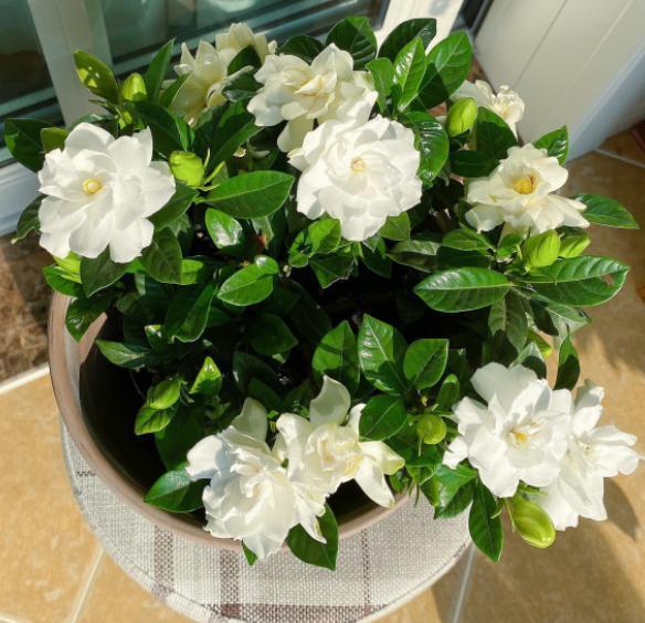 栀子花单花花期短，改正2个“小动作”，花开持久，香味更