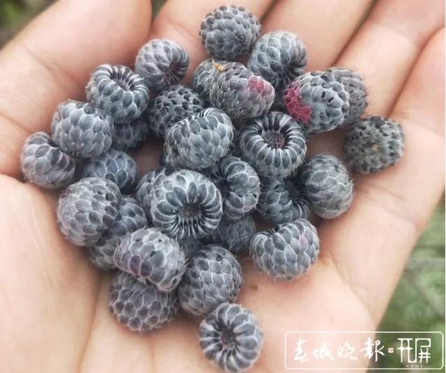 大自然神奇的馈赠:龙陵漫山遍野的天然野果 等您来品尝