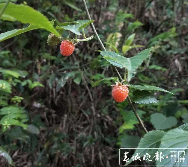 大自然神奇的馈赠:龙陵漫山遍野的天然野果 等您来品尝