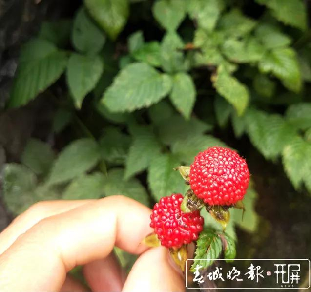 大自然神奇的馈赠:龙陵漫山遍野的天然野果 等您来品尝