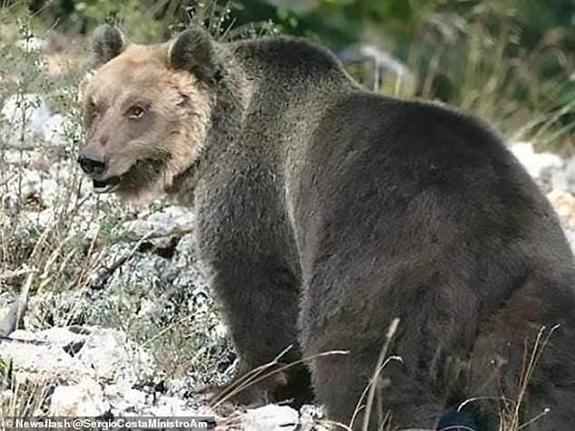 意大利棕熊突破7千伏电压4米高围栏，捅蜂箱追牛群逃亡数月终被捕