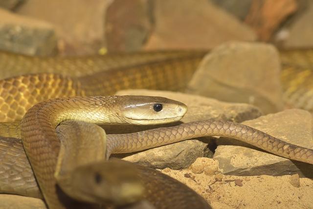 世界上最凶猛和危险的毒蛇, 黑曼巴蛇