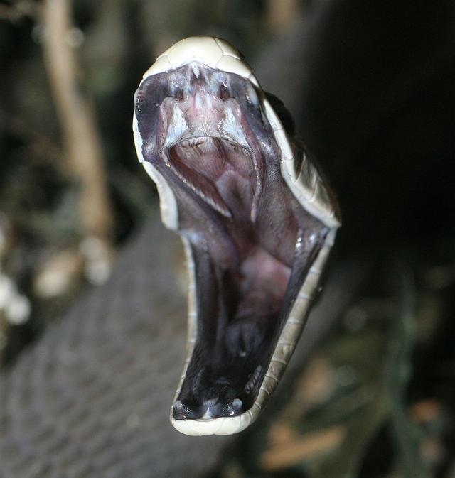 世界上最凶猛和危险的毒蛇, 黑曼巴蛇