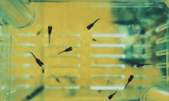 辟谣！孔雀鱼针尾病是寄生虫病，了解针尾病的防治方法
