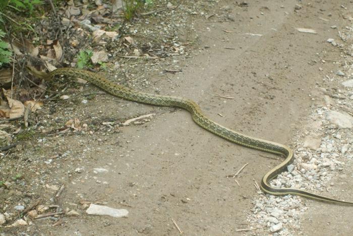 秦岭石砭峪露营：三次遇到三种蛇，除了王锦蛇和蝮蛇还有一条黑蛇