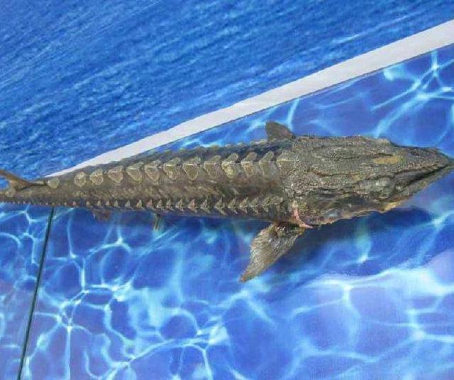 中国最“惨”的淡水鱼，进化了1亿年，却被吃成濒危动物