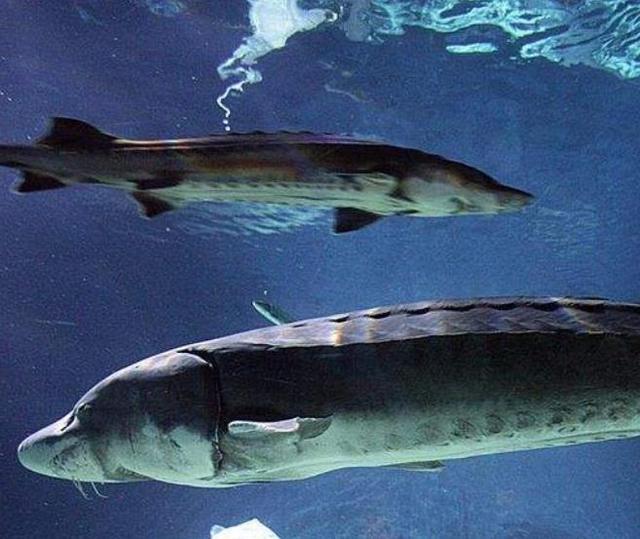 中国最“惨”的淡水鱼，进化了1亿年，却被吃成濒危动物