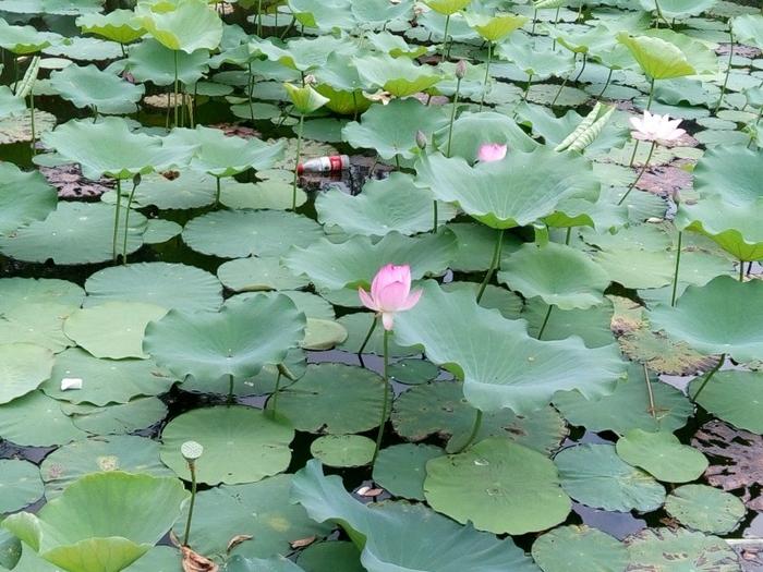 四属相女一生福报满满，财运越来越好，旺夫益子，后福无穷