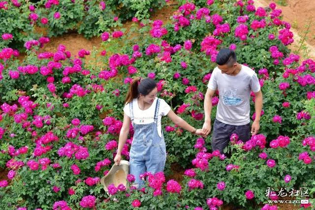 安宁八街玫瑰盛开 慢生活的芬芳之旅你约吗？