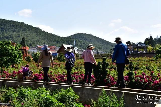 安宁八街玫瑰盛开 慢生活的芬芳之旅你约吗？