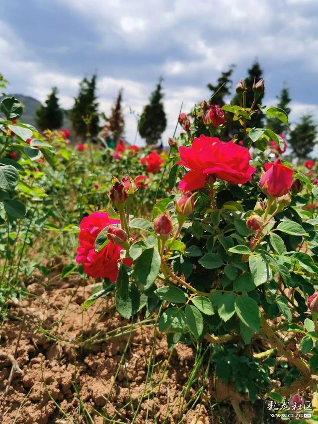 安宁八街玫瑰盛开 慢生活的芬芳之旅你约吗？