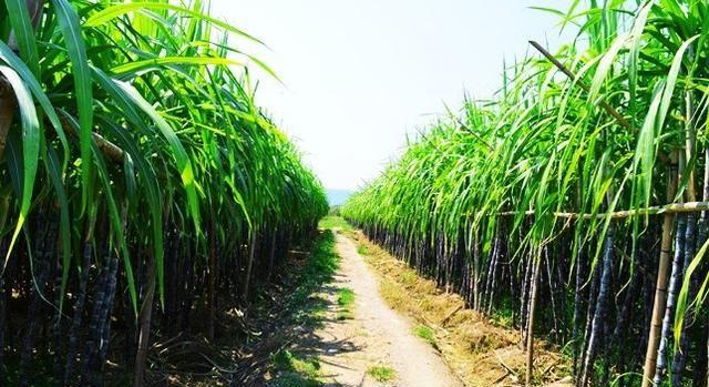 甘蔗是我国最主要的糖料作物！如果种植，什么样的土质最适合呢