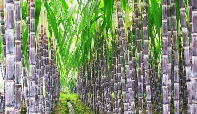 甘蔗是我国最主要的糖料作物！如果种植，什么样的土质最适合呢