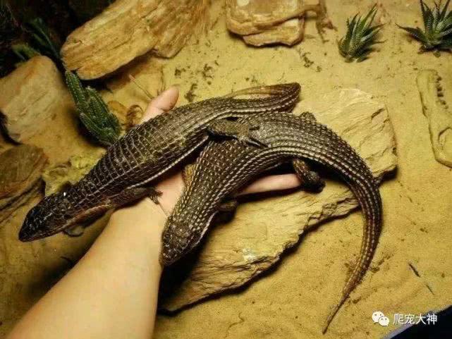 最温顺好饲养的爬行宠物——苏丹遁甲蜥