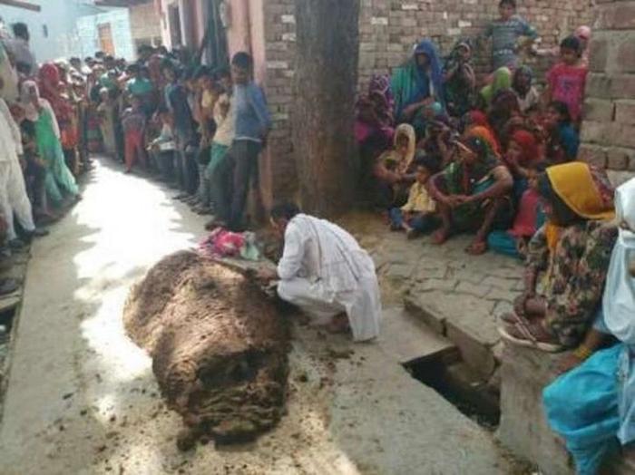印度男子用牛粪埋住被蛇咬伤的妻子 使其窒息死亡