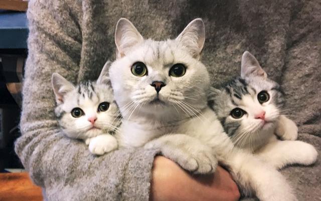 家里猫咪不小心跑丢了不要急！四种方法帮你寻回