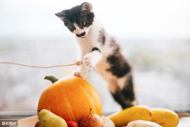 养猫须知:这8种蔬果,猫咪是不能吃的