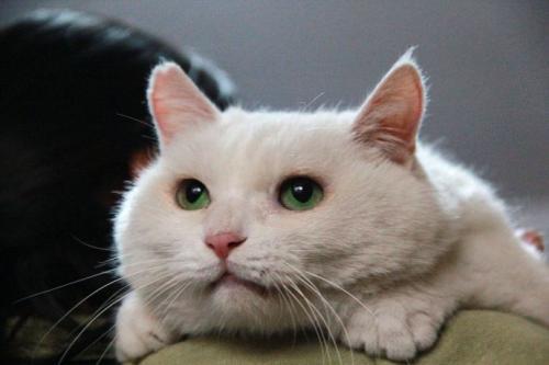 家里猫咪不小心跑丢了不要急！四种方法帮你寻回