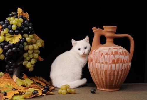 养猫须知:这8种蔬果,猫咪是不能吃的