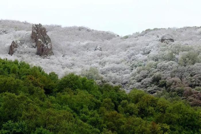 雪中野三坡，五月里在白草畔邂逅最美的冰川杜鹃花