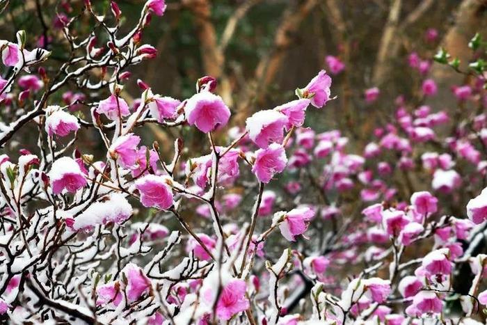 雪中野三坡，五月里在白草畔邂逅最美的冰川杜鹃花