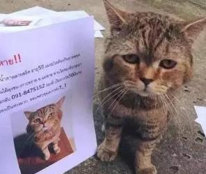 家里猫咪不小心跑丢了不要急！四种方法帮你寻回