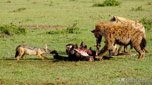 辟谣：黑背胡狼在非洲很受宠？大型食肉动物不爱理它有这三个原因