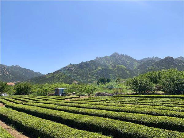 山海茶飘香！青岛市茶文化节暨第17届崂山茶文化节开幕