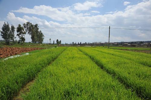 种植大户纷纷“跑路”，农村涌现“退租”潮！种地不赚钱了吗