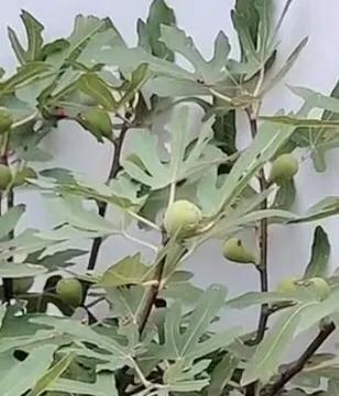 生长不良的无花果小老树，如何让其焕发生机？只需简单六步