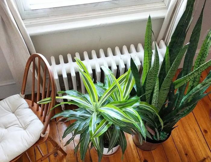 室内植物多久浇水一次，按照时间表浇水，植物很容易黄叶枯萎