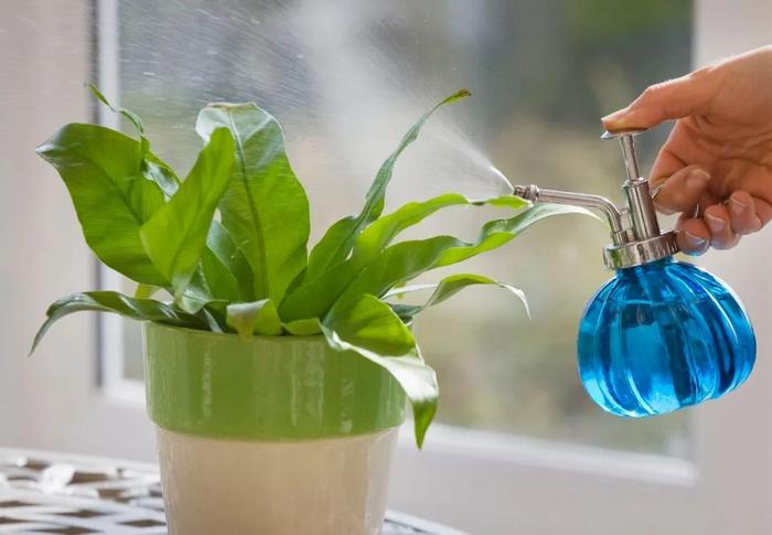 室内植物多久浇水一次，按照时间表浇水，植物很容易黄叶枯萎