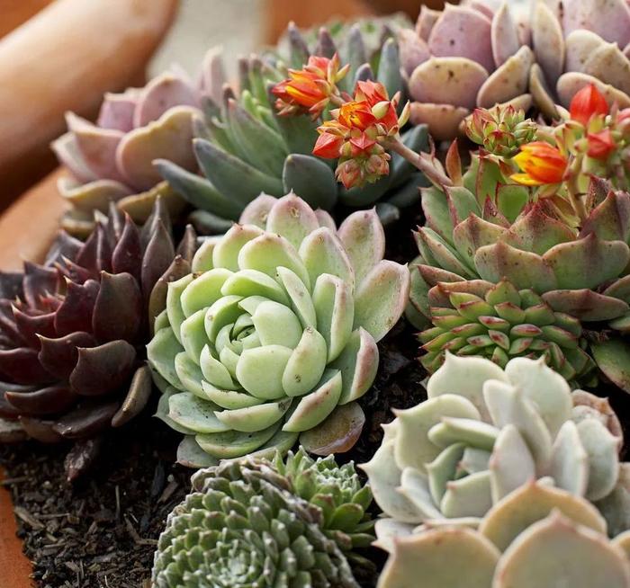 室内植物多久浇水一次，按照时间表浇水，植物很容易黄叶枯萎