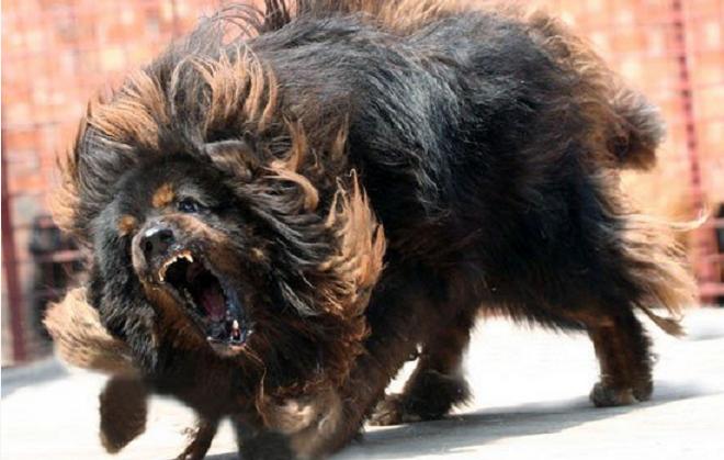 世界上最凶猛的3种狗，体型巨大脾气古怪，其中一种在中国！