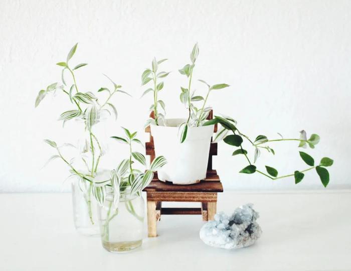 室内植物多久浇水一次，按照时间表浇水，植物很容易黄叶枯萎