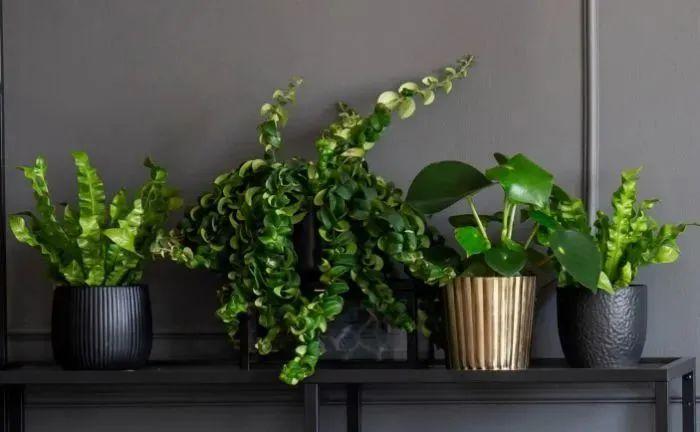 室内植物多久浇水一次，按照时间表浇水，植物很容易黄叶枯萎