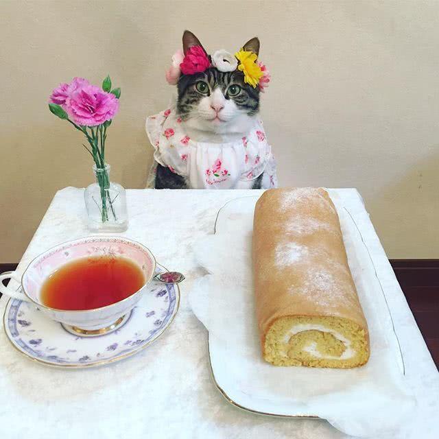 日本博主将小猫打扮成人样拍下这些照片，10万网友大呼太萌了！