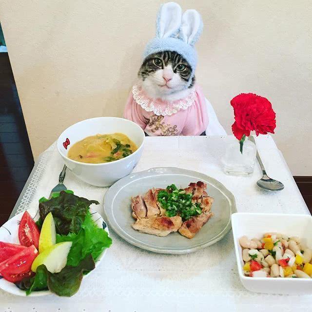 日本博主将小猫打扮成人样拍下这些照片，10万网友大呼太萌了！