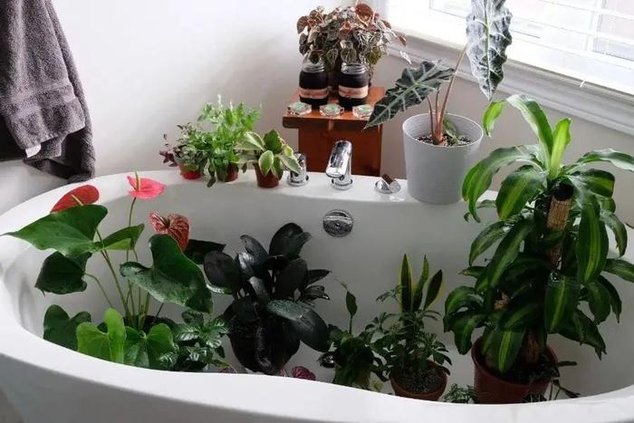 室内植物多久浇水一次，按照时间表浇水，植物很容易黄叶枯萎