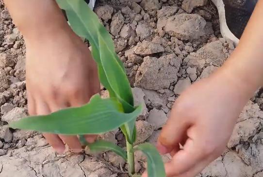 种玉米要高产，啥时候打除草剂最好？农户可别用错了方法