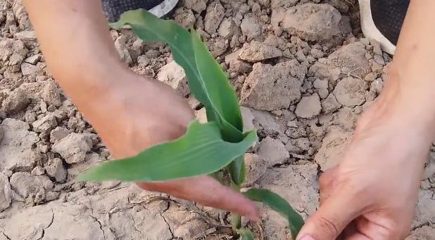 种玉米要高产，啥时候打除草剂最好？农户可别用错了方法