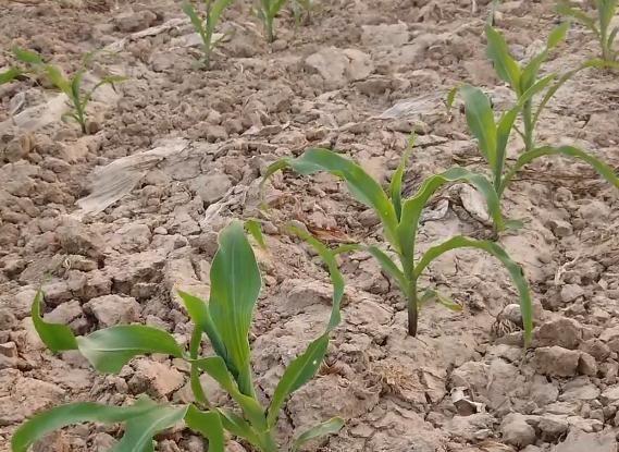 种玉米要高产，啥时候打除草剂最好？农户可别用错了方法